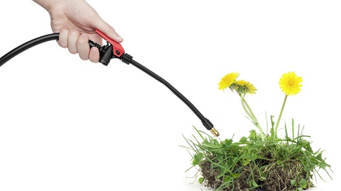 glyphosate